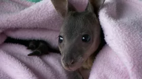 Orphaned Baby Wallaby Gets Special Attention: asset-mezzanine-16x9