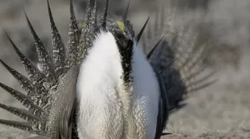 Sage-Grouse Display Lekking Behavior : asset-mezzanine-16x9