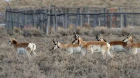 Fences Create Problems for Pronghorn: asset-mezzanine-16x9