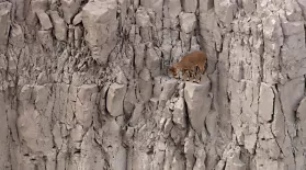 Desert Goat Scales Steep Cliff Face : asset-mezzanine-16x9
