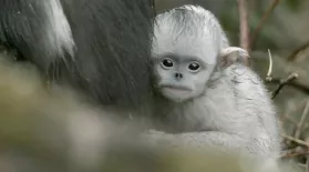 Baby Snub-nosed Monkey Abandoned by Mother : asset-mezzanine-16x9