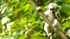 Mischievous Monkeys Make Trouble : asset-mezzanine-16x9