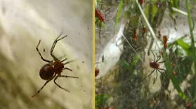 Social Spiders Build Massive Nests : asset-mezzanine-16x9