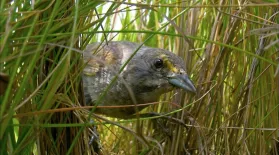Saltmarsh Sparrow Chick Narrowly Escapes Death : asset-mezzanine-16x9