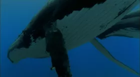 Ocean Giants: Voices of the Sea: asset-mezzanine-16x9