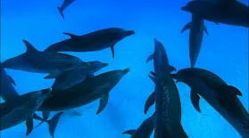 Ocean Giants: Deep Thinkers: asset-mezzanine-16x9