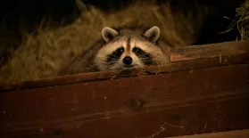 Raccoon Nation: asset-mezzanine-16x9