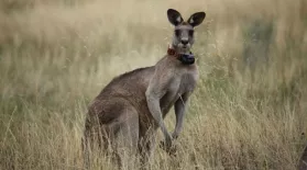 Kangaroo Mob: asset-mezzanine-16x9