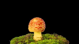 Plants Use An Internet Made of Fungus: asset-mezzanine-16x9
