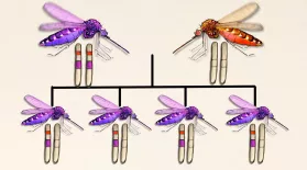 Could We Rid The World Of Mosquitoes?: asset-mezzanine-16x9