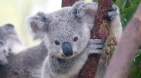 5 Gross Facts About Koalas: asset-mezzanine-16x9