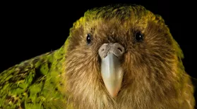 A Kākāpō Love Story: asset-mezzanine-16x9