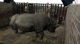 Creature Clip: Northern White Rhino: asset-mezzanine-16x9