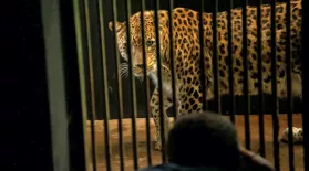 Creature Clip: Persian Leopard: asset-mezzanine-16x9