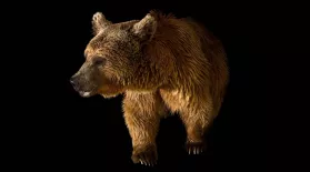 Creature Clip: Syrian Brown Bear: asset-mezzanine-16x9