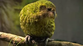 Creature Clip: Kākāpō: asset-mezzanine-16x9