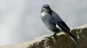 Meet the Bird that Nests Inside Glaciers: asset-mezzanine-16x9