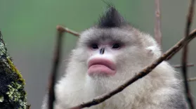 Snub-nosed Monkeys Use Family to Stay Warm: asset-mezzanine-16x9