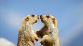 Baby Marmots Quickly Learn the Rules of the Mountain: asset-mezzanine-16x9