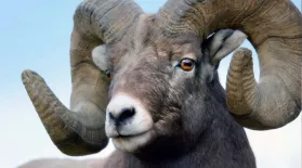 Head Banging Bighorn Sheep of the Rockies: asset-mezzanine-16x9
