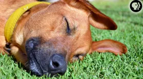 Do Dogs Dream?: asset-mezzanine-16x9