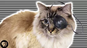 What Cats Taught Us About Perception: asset-mezzanine-16x9