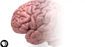 How Good is Your Memory?: asset-mezzanine-16x9