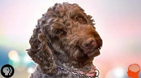 Do Dogs Really Miss Us?: asset-mezzanine-16x9