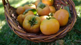 Picking Persimmons: asset-mezzanine-16x9