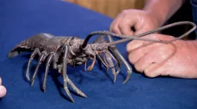 Appraisal: 19th-Century Japanese Bronze Crayfish: asset-mezzanine-16x9
