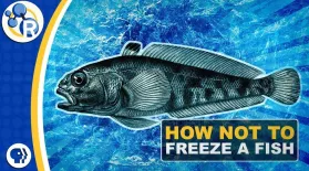 Why Don’t Antarctic Fish Freeze to Death?: asset-mezzanine-16x9