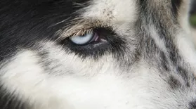 Inside Animal Minds: Dogs & Super Senses: asset-mezzanine-16x9