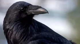 Inside Animal Minds: Bird Genius: asset-mezzanine-16x9