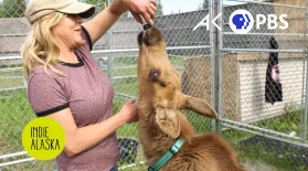 Rescuing baby moose may be the best job in Alaska: asset-mezzanine-16x9