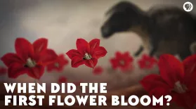 When Did the First Flower Bloom?: asset-mezzanine-16x9