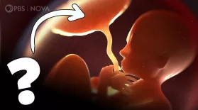 Placenta: The Incredible Organ You Make During Pregnancy: asset-mezzanine-16x9