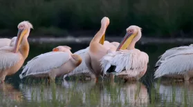 The Delta's Pelican Colony: asset-mezzanine-16x9