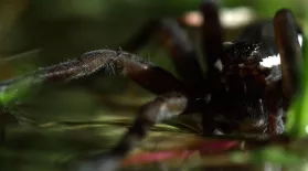 The Danube Delta’s Fen Raft Spider: asset-mezzanine-16x9