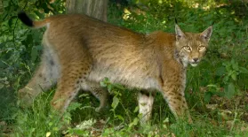 The Eurasian Lynx: asset-mezzanine-16x9