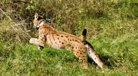 Iberian Lynx Cubs: asset-mezzanine-16x9