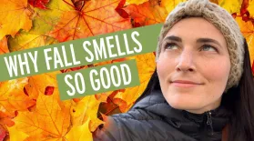 Why Does Fall Smell So Good?: asset-mezzanine-16x9
