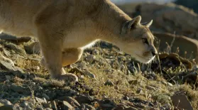 The Biggest Cat in the Andes: asset-mezzanine-16x9