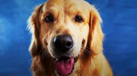 How Intelligent are Dogs, Really?: asset-mezzanine-16x9