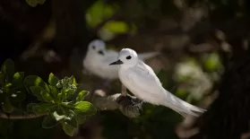 The Return of the White Tern: asset-mezzanine-16x9