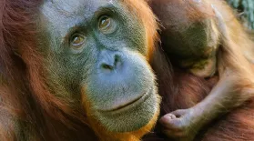 Indah the Orangutan and Her Treatment for Arthritis: asset-mezzanine-16x9