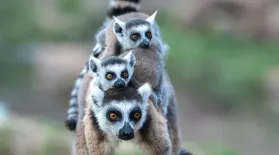 Ring-Tailed Lemurs Battle Tough Terrain Searching for Food: asset-mezzanine-16x9