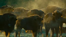 European Bison Roam Poland's Bialowieza Forest: asset-mezzanine-16x9