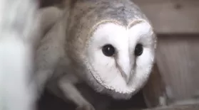 The Orphan Owl | Backyard Nature: asset-mezzanine-16x9