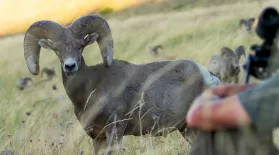 Running With The Herd: The Recovery | A NATURE Short Film: asset-mezzanine-16x9