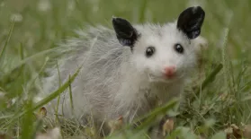 Mythbusting Opossum Facts | Backyard Nature: asset-mezzanine-16x9